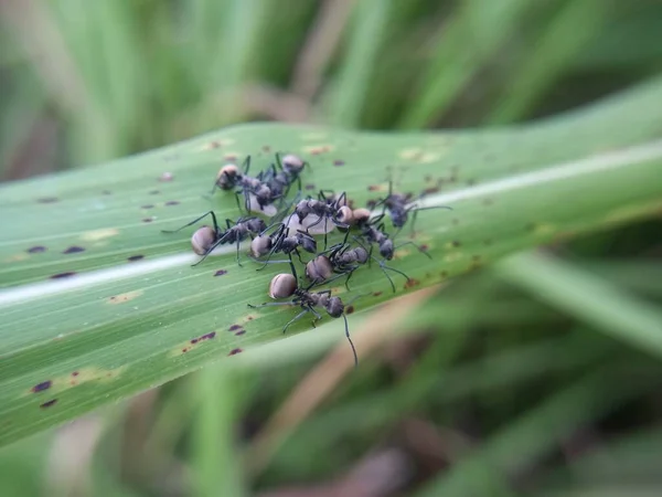 Formigas Tecelãs Negras Reúnem Folhas Verdes — Fotografia de Stock