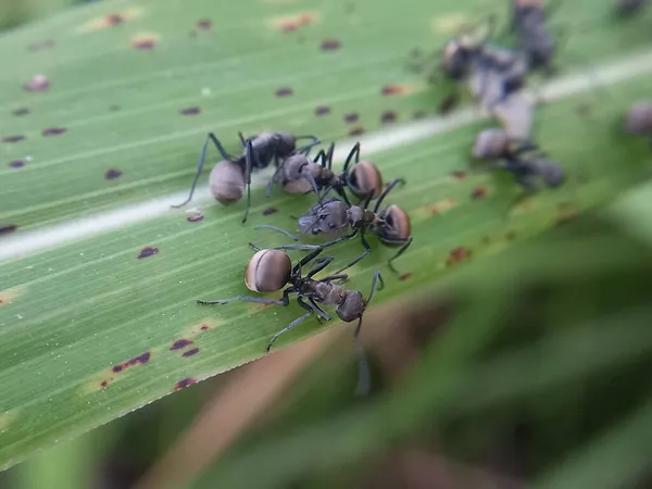 Semut Penenun Hitam Berkumpul Daun Hijau — Stok Foto