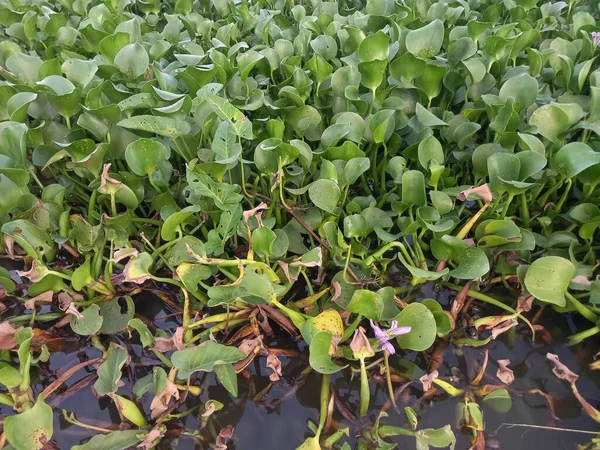 Bahçede yeşil yapraklar