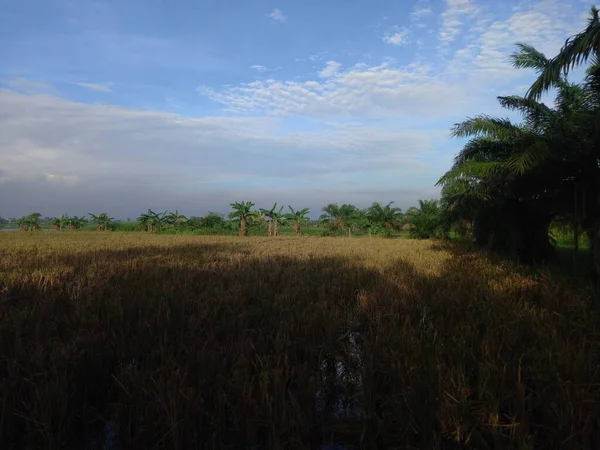 Pianta Banane Nella Risaia — Foto Stock