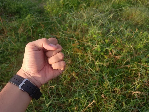 Hand Hält Ein Grünes Gras Auf Dem Hintergrund Eines Waldes — Stockfoto