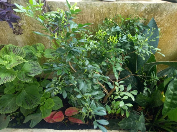 兄の家にある葉形の観賞植物 — ストック写真