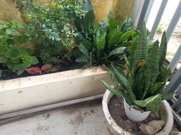 兄の家にある葉形の観賞植物 — ストック写真