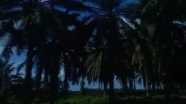 Arabanın penceresinden palmiye yağı bahçesine bakın