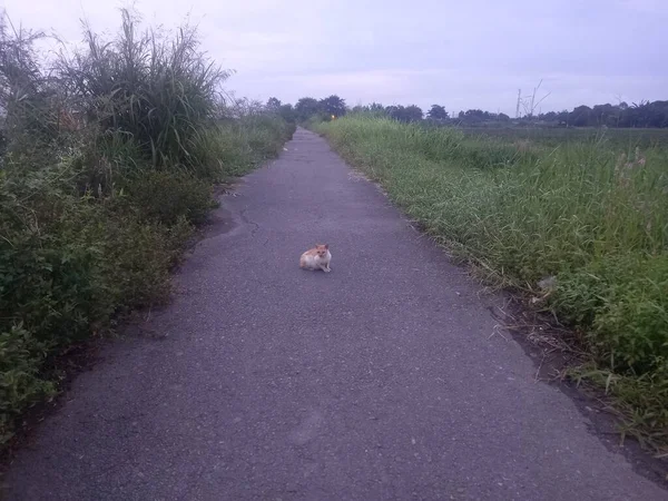 Parkta Yürüyen Bir Köpek — Stok fotoğraf