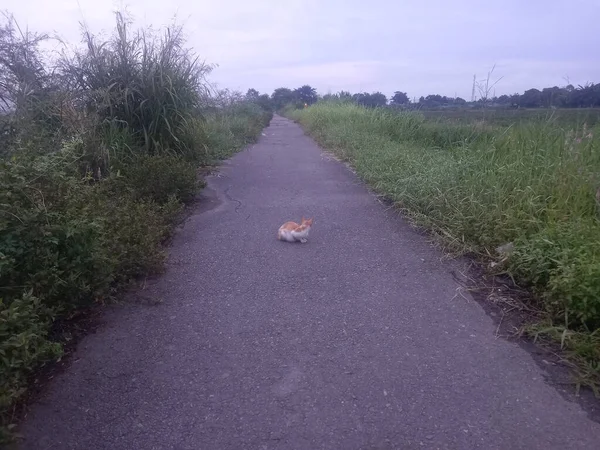 Egy Gyönyörű Kép Egy Útról Parkban — Stock Fotó