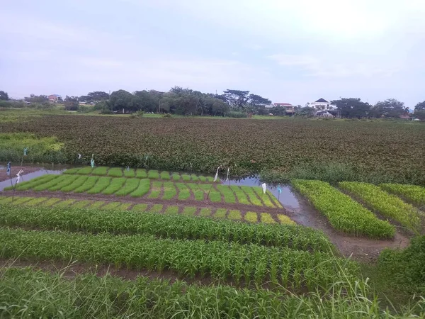 茶畑と緑の植物の美しい風景 — ストック写真
