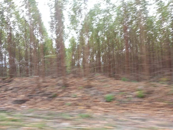 Ağaçlar ve ormanlarla dolu güzel bir manzara.