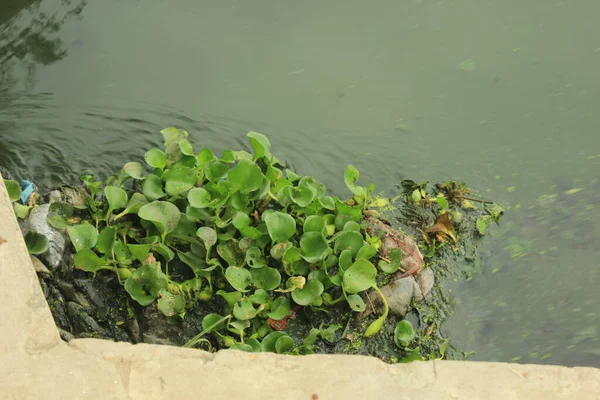 爱琴尼亚蟹 Eichhornia Crassipes 也被称为Eceng Gondok 通过水流向人工湖的水闸 — 图库照片