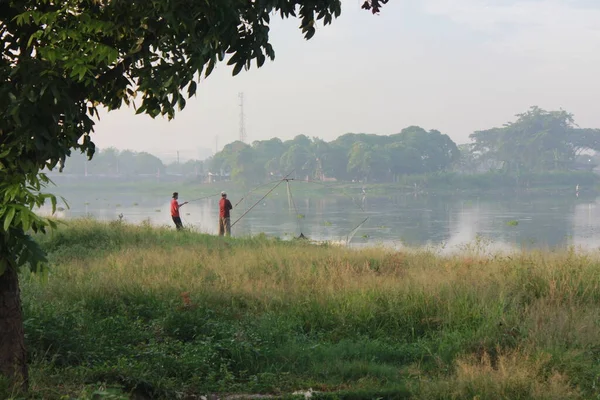 Lalat Kecil Pada Daun Hijau — Stok Foto