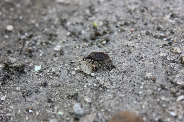 Kahverengi ve gri bir yengecin yakın plan çekimi.