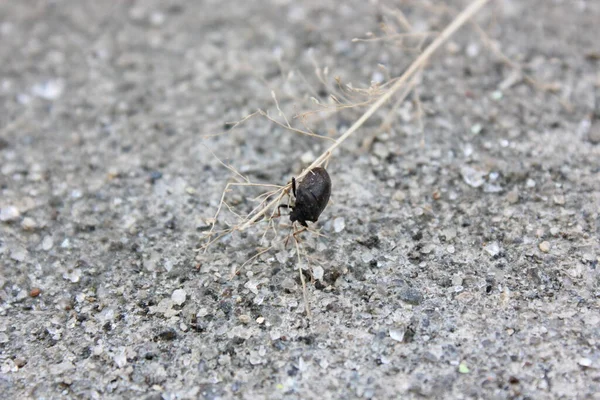 Sebuah Tembakan Closeup Dari Mantis Mati Tanah — Stok Foto