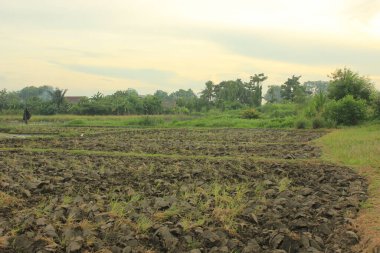 Sabah yeşil çay tarlası