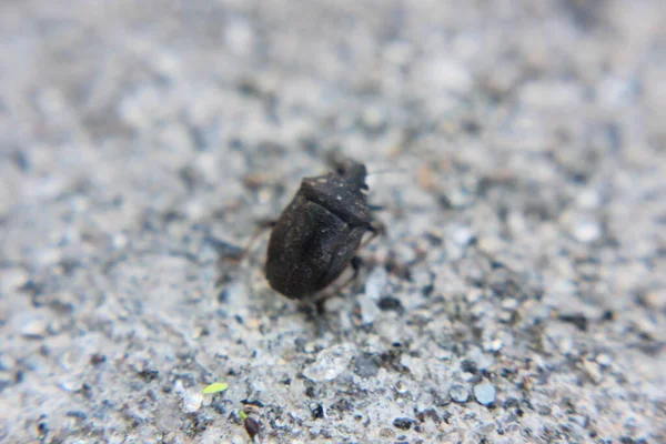 Menutup Dari Kumbang Mati — Stok Foto