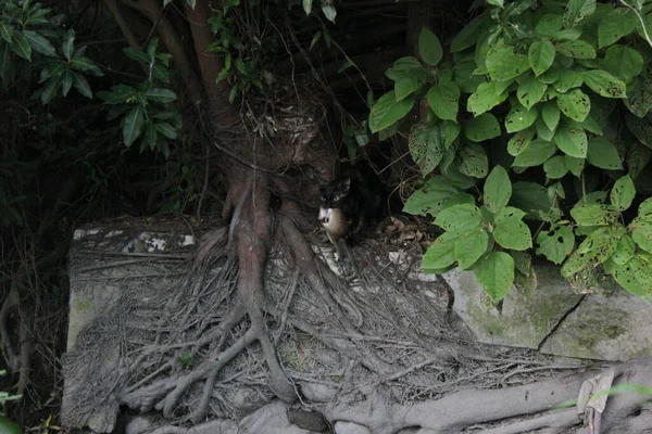 Gros Plan Arbre Vert Dans Forêt — Photo