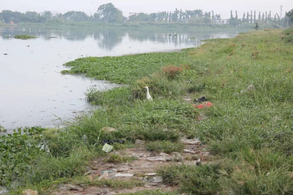 Sungai Taman — Stok Foto