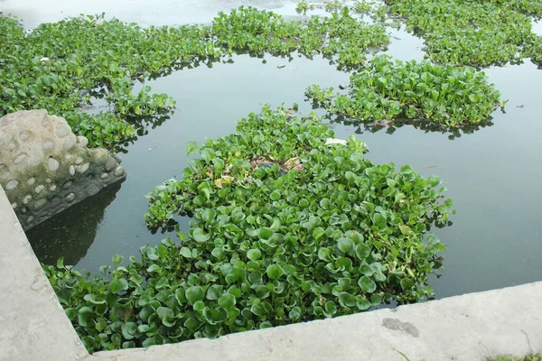 Bahçedeki yeşil bitkiler