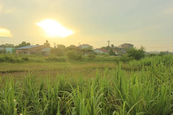 Прекрасный Вид Рисовые Поля Утром — стоковое фото