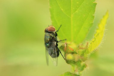 Bir yaprağın üzerindeki sineğe yaklaş
