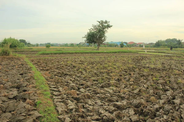 Green Field Tobacco Trees Morning — Stock Photo, Image