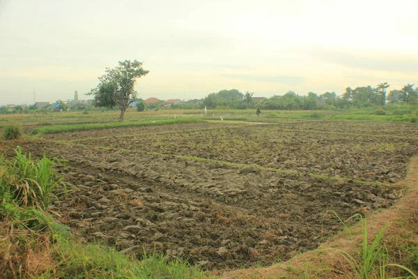 Campo Verde Piantagione Riso Thailandia — Foto Stock