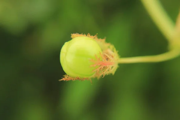 Mooi Botanisch Schot Natuurlijk Behang — Stockfoto