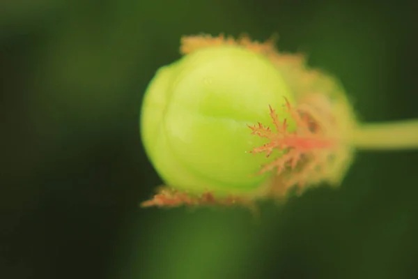 Schöne Botanische Aufnahme Natürliche Tapete — Stockfoto