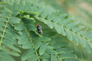 Yeşil yaprak, bitki ve hayvan