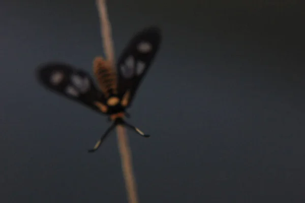 Eine Nahaufnahme Eines Schönen Schmetterlings — Stockfoto
