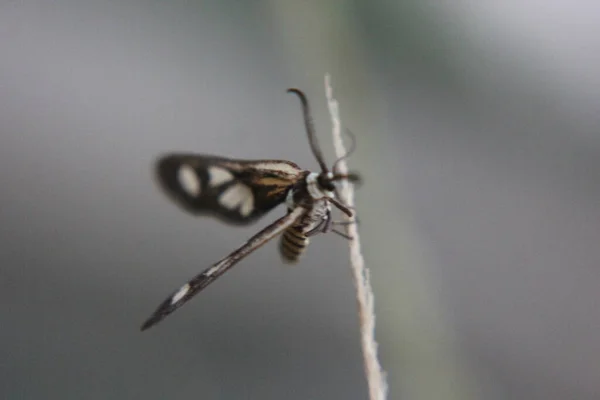 Gelber Schmetterling Auf Einem Grasgelb — Stockfoto