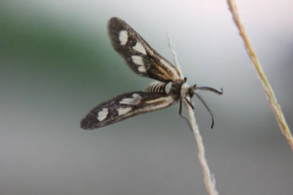 Gelber Schmetterling Auf Einem Grasgelb — Stockfoto