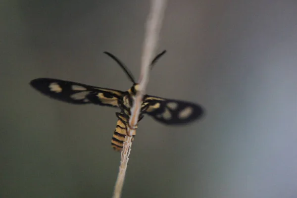 Yellow Butterfly Grass Yellow — Stockfoto