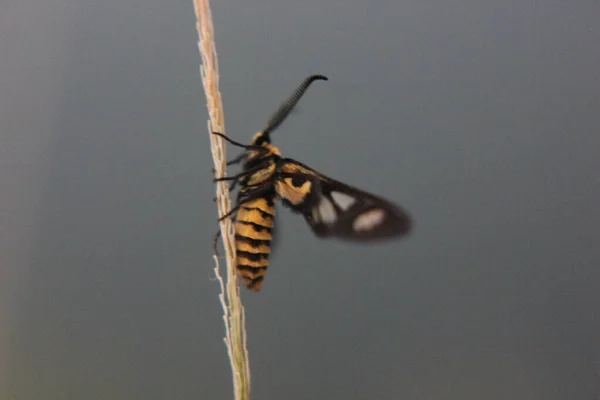 Yellow Butterfly Yellow Dry Grass — Stock Photo, Image