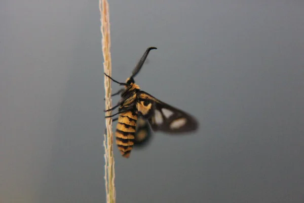 Borboleta Amarela Uma Grama Amarela — Fotografia de Stock