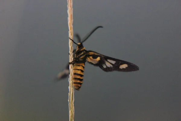 草の上の黄色い蝶黄色 — ストック写真