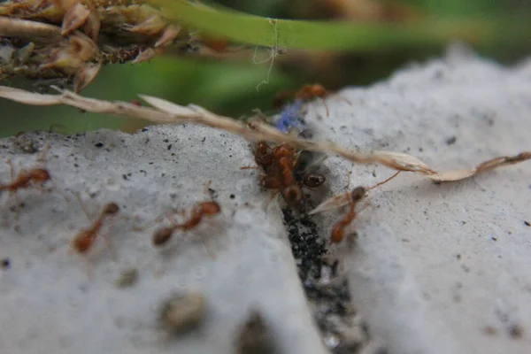 Semut Tanah — Stok Foto