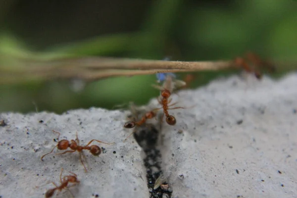 Tiro Perto Inseto — Fotografia de Stock