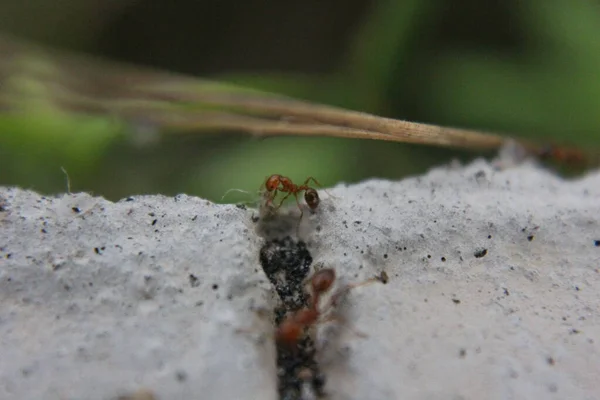 Menutup Dari Lalat Pada Daun Hijau — Stok Foto