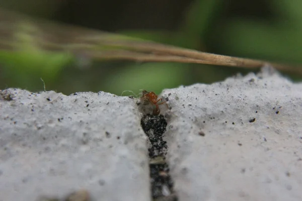 Menutup Dari Serangga Alam Liar — Stok Foto