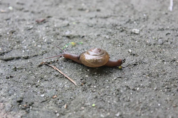 Liten Snigel Går Sanden — Stockfoto