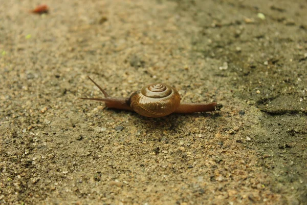 걸어다니는 달팽이 — 스톡 사진