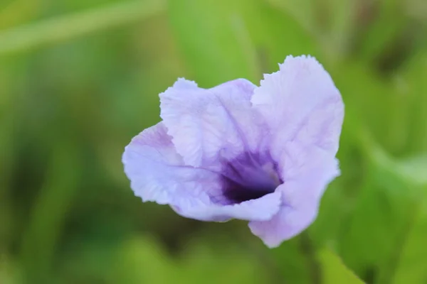 Mooie Bloemen Tuin — Stockfoto