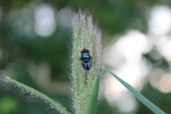 Nahaufnahme Einer Libelle Auf Einem Grünen Blatt — Stockfoto