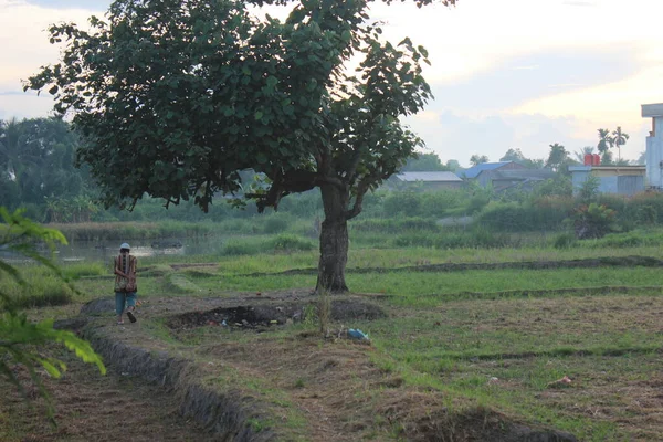 Homme Dans Champ Vert Avec Grand Arbre Sac Dos — Photo