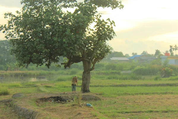 Gambar Yang Indah Dari Pohon Hijau Taman — Stok Foto