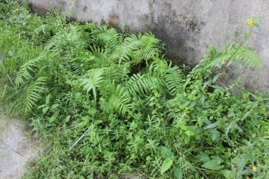 Küçük bir ağaçla çalıların yeşil yaprakları