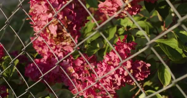 햇빛 이 잘 드는 날에는 정원에서 자라는 화려 한 분홍빛 꽃들의 사진 이 눈에 띕니다. 아름다운 붉은 크림슨 은 시골에서 쇠사슬로 연결되어 있는 울타리에 숨겨진 관목들로 꽃을 피운다. 보터니 식물 재배 — 비디오