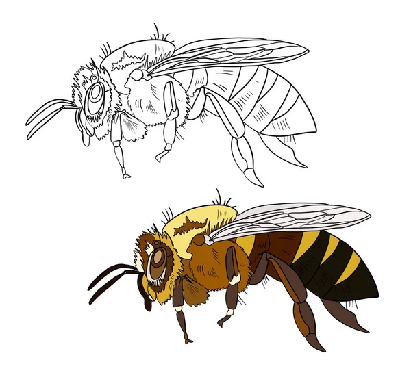 Illustration pour un livre de coloriage en couleur et noir et blanc. Dessin d'une abeille sur un fond blanc isolé. — Photo