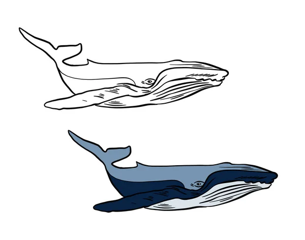Ilustracja do kolorowanki w kolorze i czarno-biały. Rysunek wieloryba na białym, izolowanym tle. — Zdjęcie stockowe