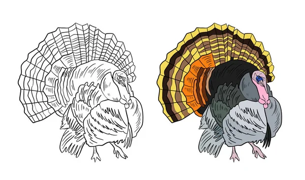 Illustration für ein Malbuch in Farbe und Schwarz-Weiß. Zeichnung eines Truthahnvogels auf weißem, isolierten Hintergrund. — Stockfoto